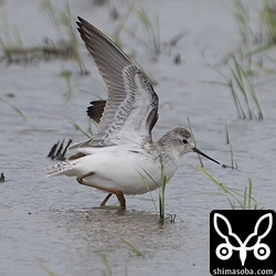 コアオアシシギ冬羽。