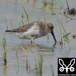 ハマシギ幼鳥。