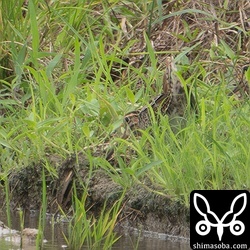 上のハリオシギと同個体。