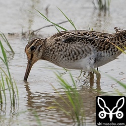 チュウジシギ幼鳥。