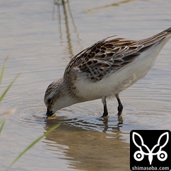 トウネン幼鳥。体型的にヨーロッパトウネンかと思ったけど違った。