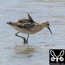 別の田んぼにエリマキシギ幼鳥。