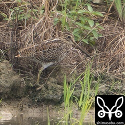 こちらもハリオシギ幼鳥。