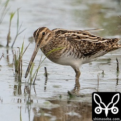 タシギ第1回冬羽。