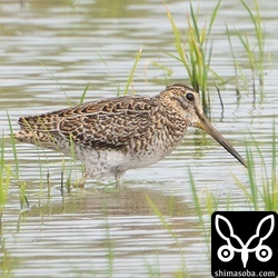 ハリオシギ幼鳥。