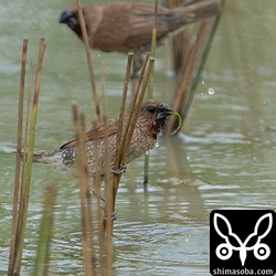 シマキンパラは群れで田んぼに発生したアオミドロを食っていた。