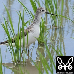 コアオアシシギ冬羽。