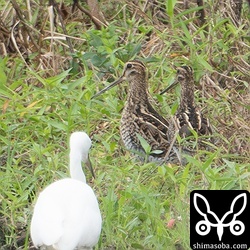 ハリオシギ(左)とタシギ。