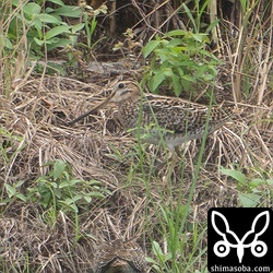 ハリオシギ幼鳥。