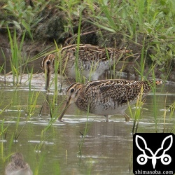 ハリオシギ(手前)とチュウジシギ。