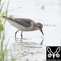 これもヨーロッパトウネンかと思いましが違う…。
