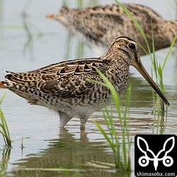 チュウジシギ幼鳥。奥は上と同個体。