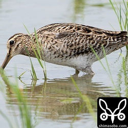チュウジシギ第1回冬羽。