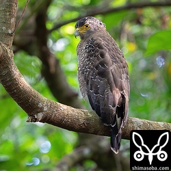 自宅から数十メートルのところによくいるカンムリワシ。村のアイドル、手乗りです。^^