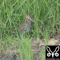 ハリオシギ幼鳥。