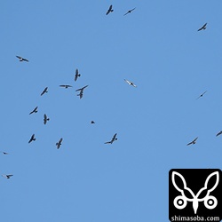 暗色型のブラックサシバが画像の中央から少し左下に見えます。