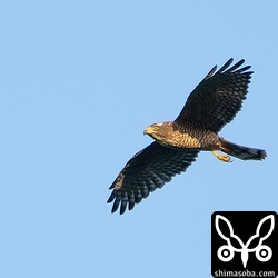 サシバのメス成鳥。