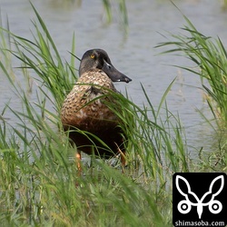ハシビロガモのオス。エクリプスから生殖羽に換羽中。