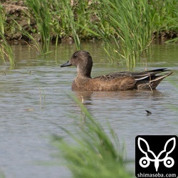 ヒドリガモのメス非生殖羽。