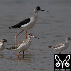 ツルシギは第1回冬羽。コアオアシシギと仲良しでした。