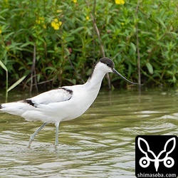 ソリハシセイタカシギ幼鳥。
