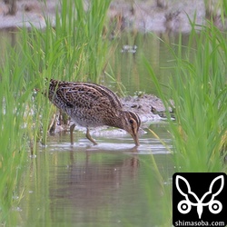 チュウジシギ幼鳥。