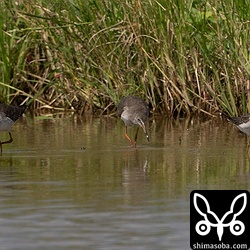 アカアシシギとタカブシギはならんで採餌。