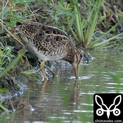 チュウジシギ第1回冬羽。