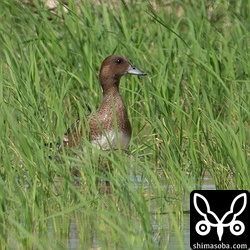 ヒドリガモのオス。エクリプス。