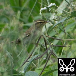 メボソムシクイ。鳴き声が聞けたので識別できました。