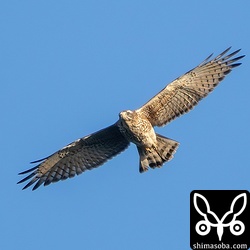 こちらは幼鳥。