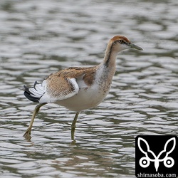 上と同個体。伸びをするレンカク。