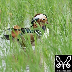 オシドリのオスも飛来していました。ほかにシマアジもいるそうですが見つけられず…。