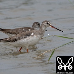 ツルシギ第1回冬羽も飛来。