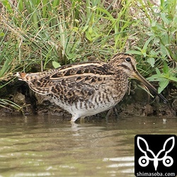 ハリオシギは全くいなくなりましたが、チュウジシギは多少残っています。