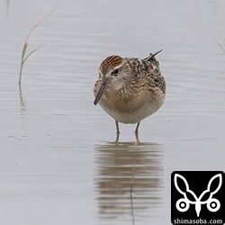 ウズラシギ幼鳥。