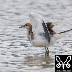 風切りの先端の特徴的な飾りも見えます。