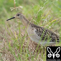 エリマキシギも今季はあちこちの田んぼで見ます。