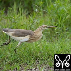 島内複数箇所で滞在中のジャワアカガシラサギ。