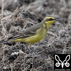 (キマユ)ツメナガセキレイ冬羽。大きな群れだと100羽単位で動いています。