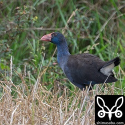 刈り取りが放棄された田んぼでは残された米を食っていました。