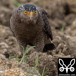 カメを食うカンムリワシ。