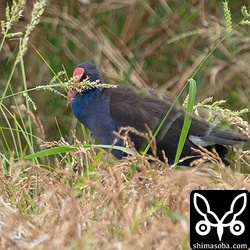 稲科の雑草の種子があれば、そちらを好んで食べていました。