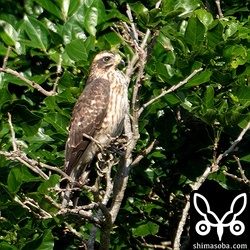 `昨年で5年連続で石垣島で越冬している暗色型サシバ <https://shimasoba.com/blog/2204/>`_ の来る田んぼを見て来ましたが、まだ、到着していませんでした。かわりに幼鳥がいました。