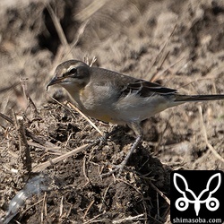 (キマユ)ツメナガセキレイ第1回冬羽。