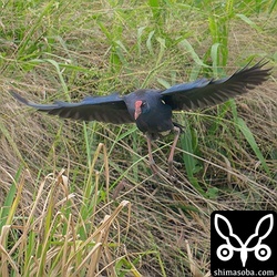 草むらから飛び立つセイケイ。
