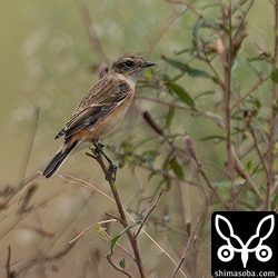 ノビタキのメス。同じ田んぼに2羽いて、たまに喧嘩していました。