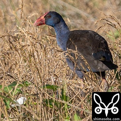 太陽が当たると輝きが増します。