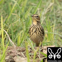 ムネアカタヒバリは増えて来ました。