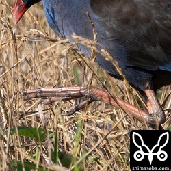 体に比例して巨大なセイケイの足。